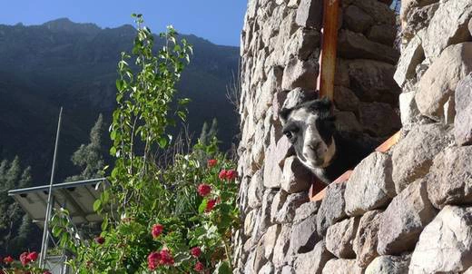 Любопытная альпака выглядывает из окна нежилой башни. Деревня Тапай