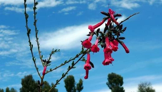 Кантуа - цветущее кустарниковое растение, «цветок инков», национальный символ Перу