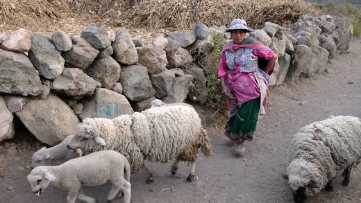 Кабанаконде. Небольшая отара овец возвращается с горного пастбища