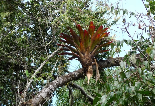 Растение-эпифит, живущее на ветке дерева
